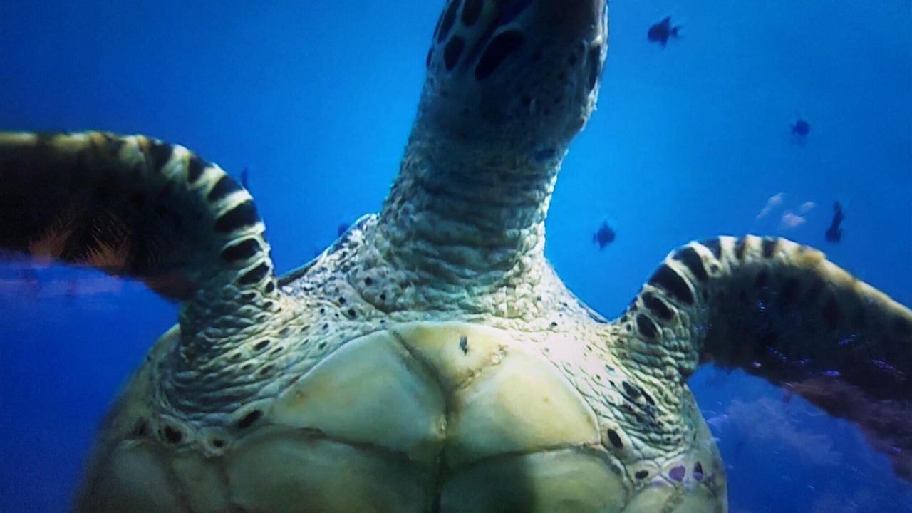 Photo of Others in Desvres