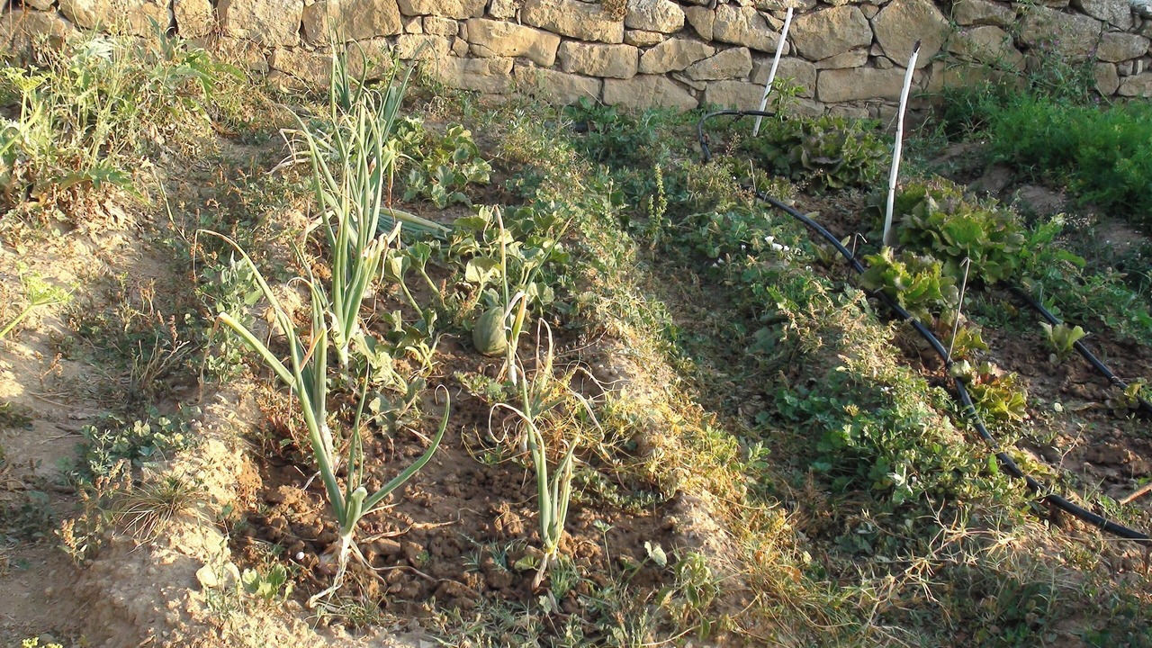 Photo of Outdoor in Llobera