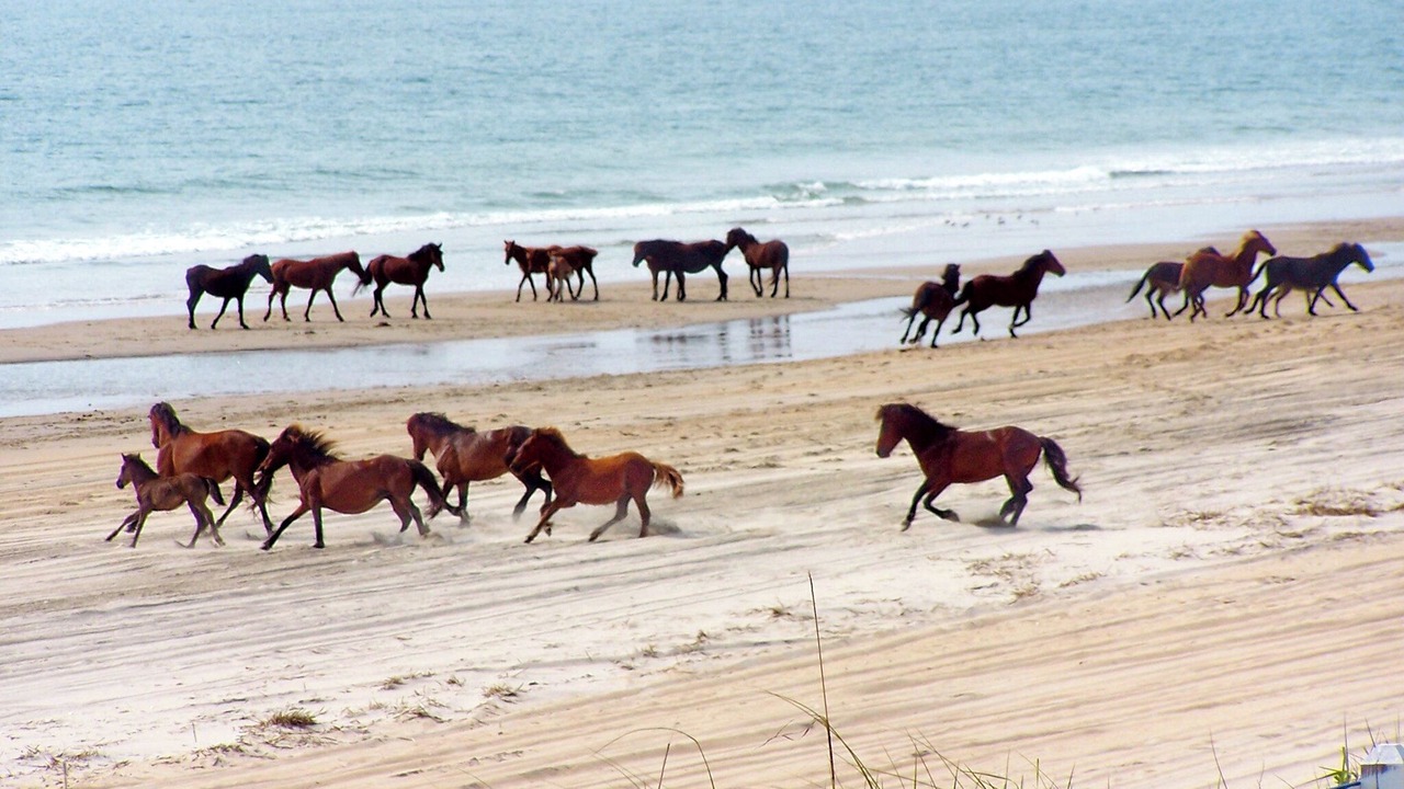 Photo of Others in Corolla