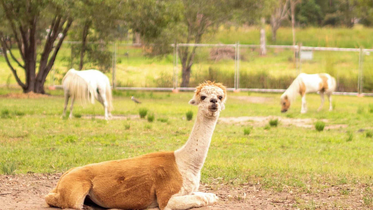 Photo of Others in Jimboomba