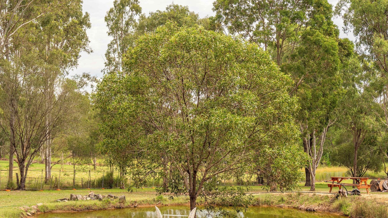 Photo of Outdoor in Jimboomba