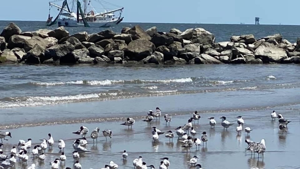 Photo of Others in Grand Isle