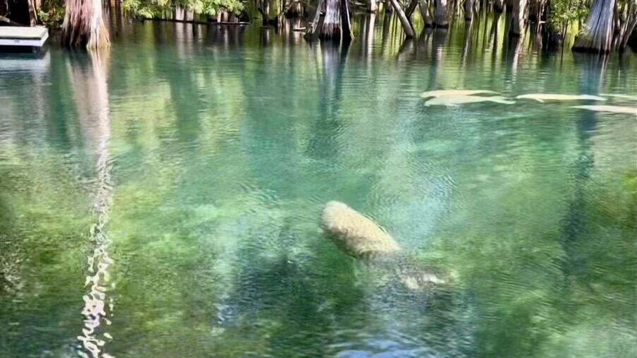 Photo of Others in Fort White