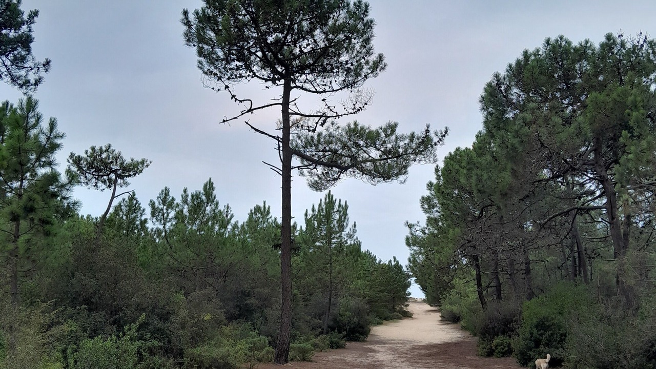 Photo of Outdoor in Barbatre