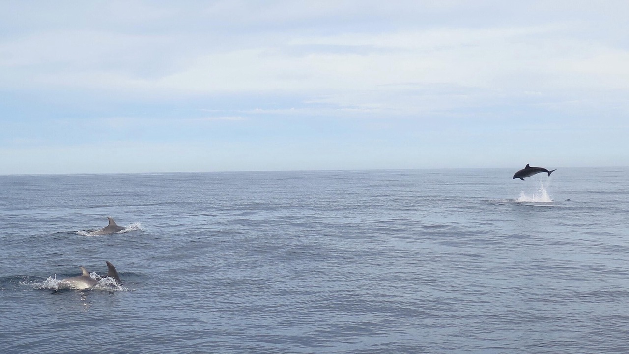 Photo of Others in Sainte-Cecile-Plage
