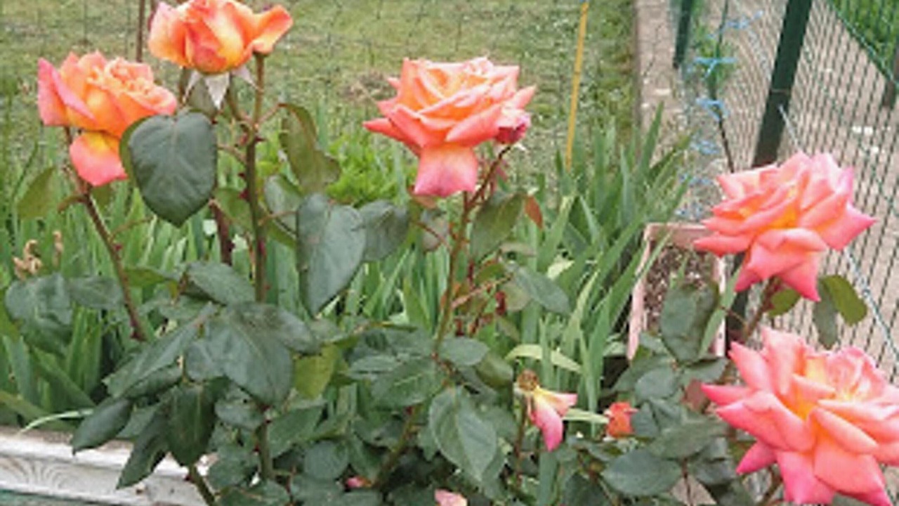 Photo of Outdoor in Arles-sur-Tech