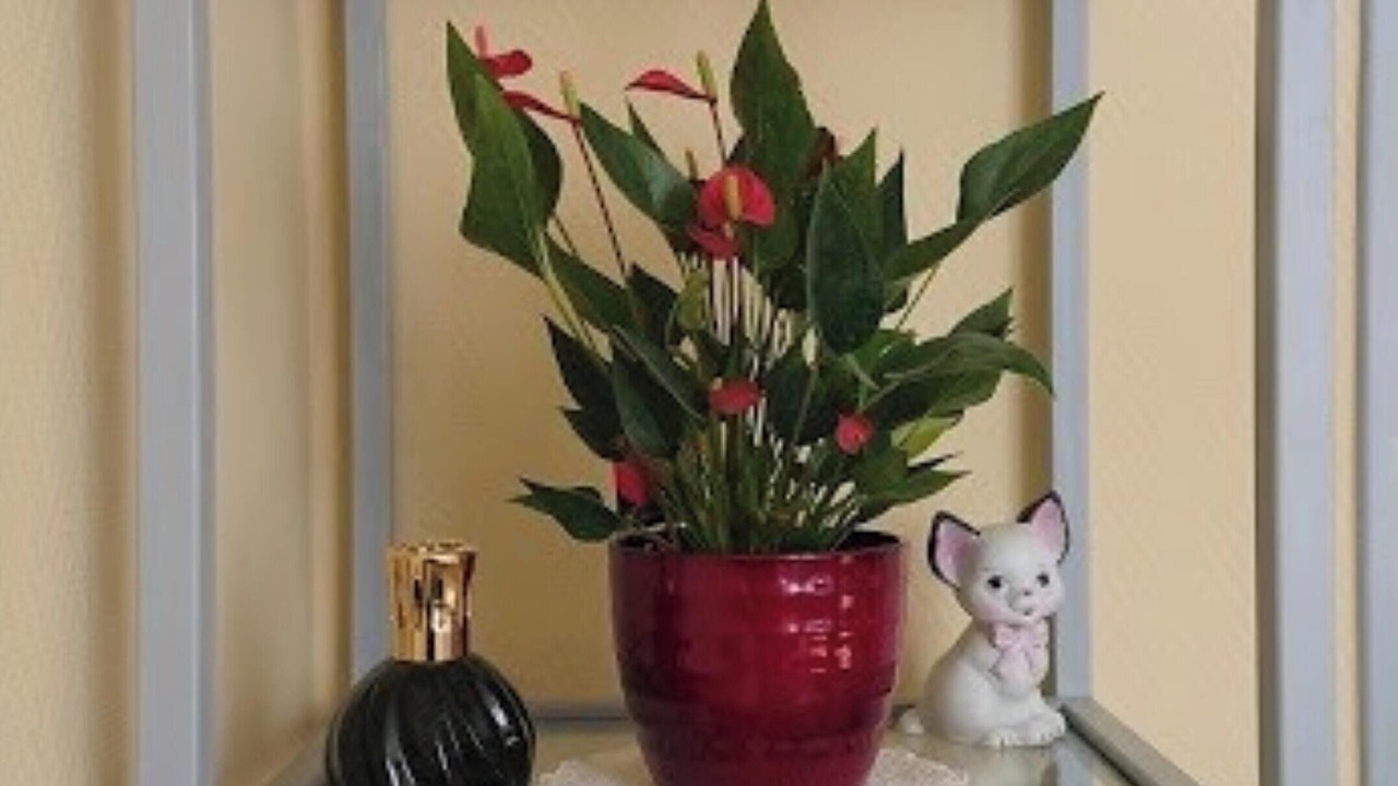 Photo of Others in Arles-sur-Tech