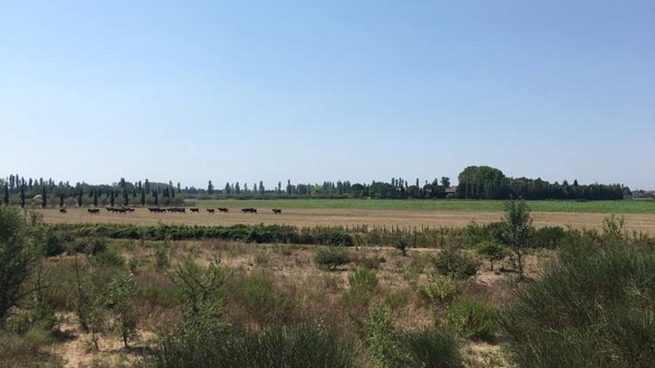 Photo of Outdoor in Marsillargues