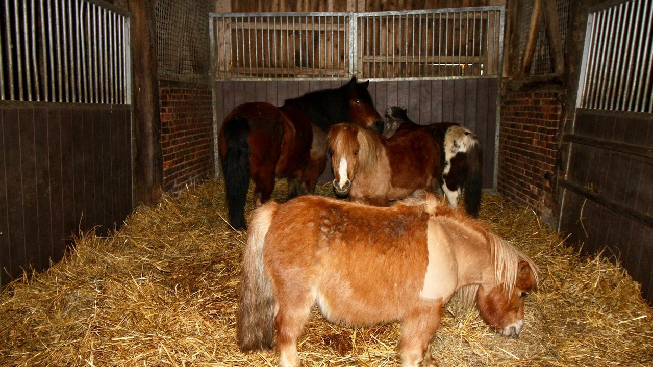 Photo of Others in Talmas