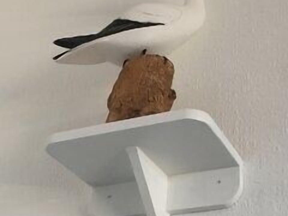 Photo of Others in North Berwick