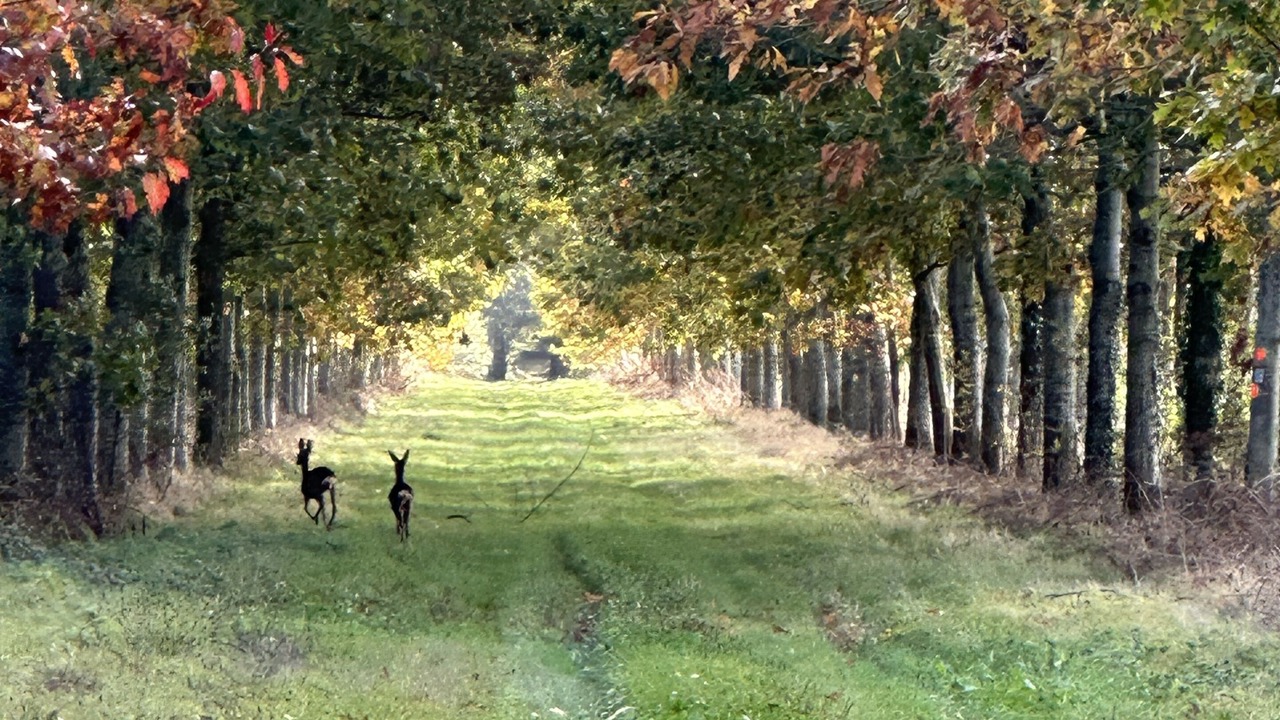 Photo of Outdoor in Verigny