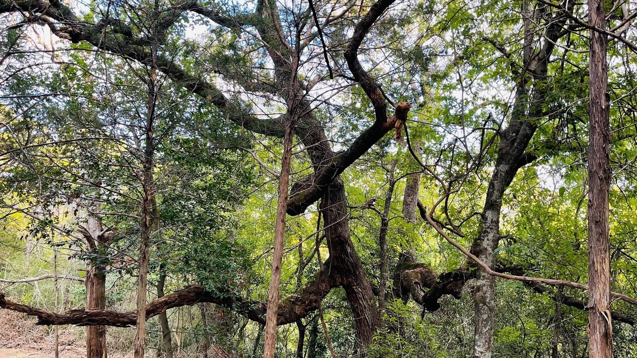 Photo of Outdoor in Camp Swift