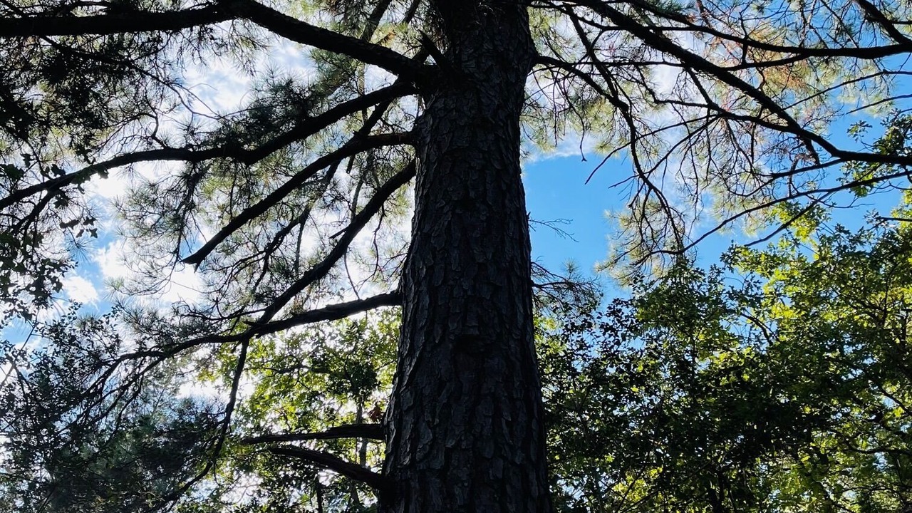 Photo of Outdoor in Camp Swift