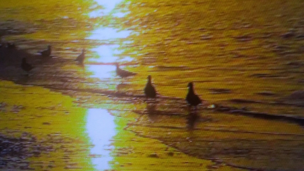 Photo of Others in Villers-sur-Mer