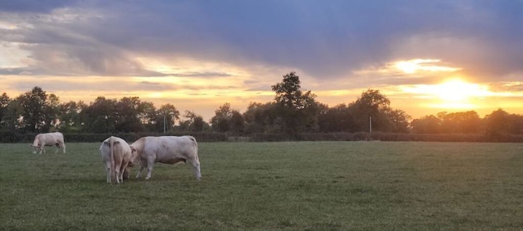 Photo of Others in La Guyonniere