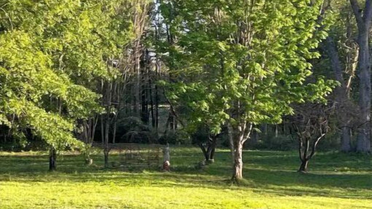 Photo of Others in Waverly