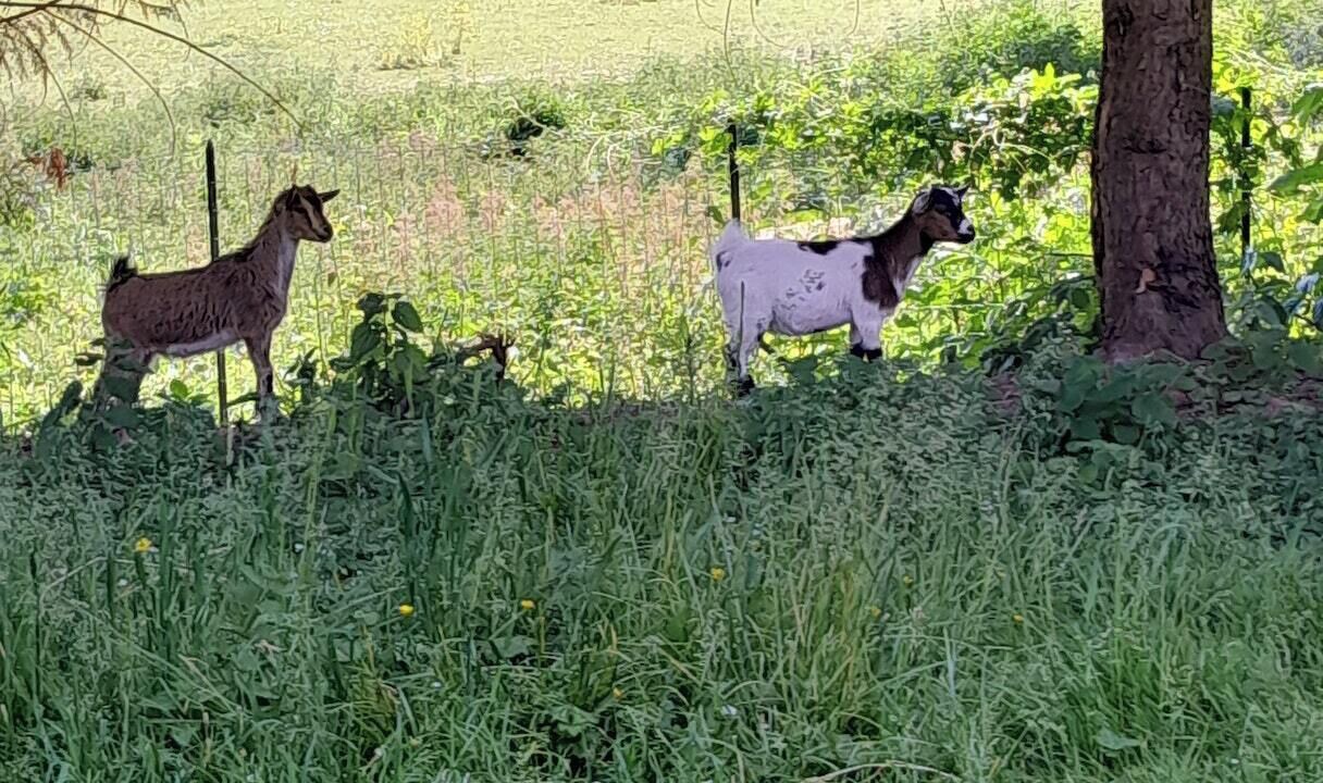 Photo of Others in Vassens