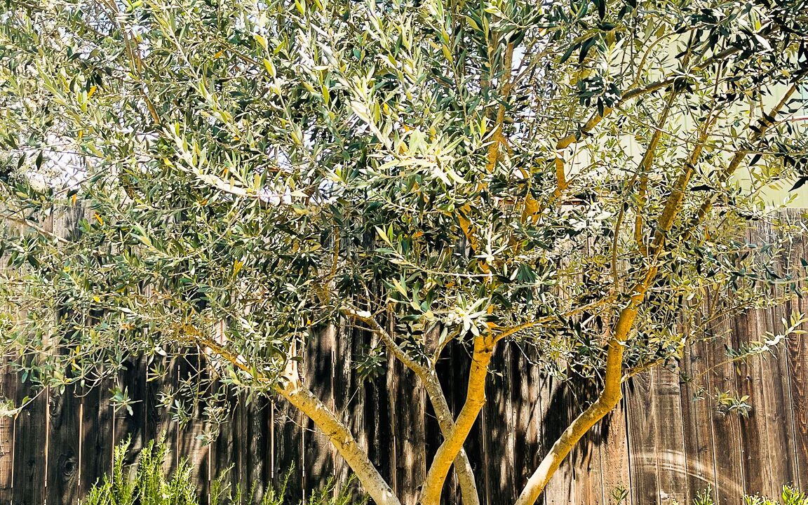 Photo of Outdoor in Fetters Hot Springs-Agua Caliente