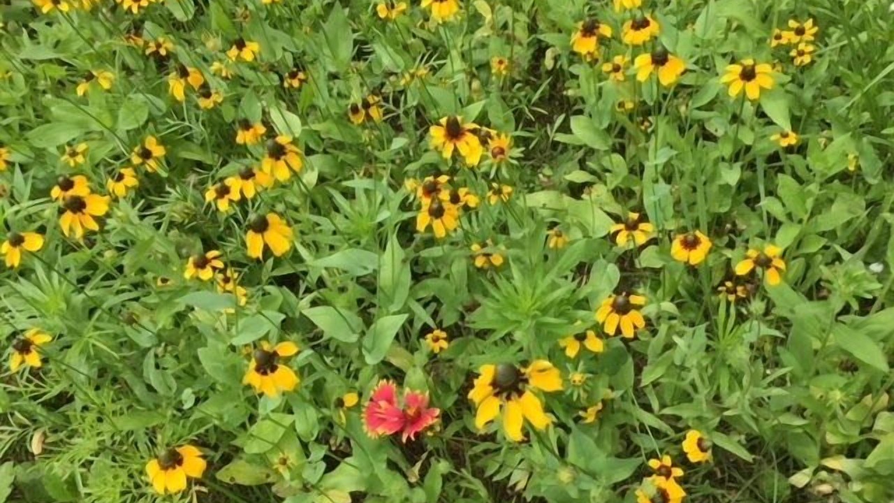 Photo of Outdoor in Alton