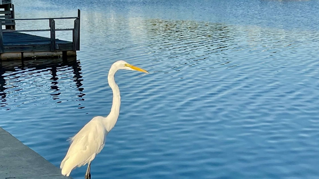Photo of Others in Gulf Harbors