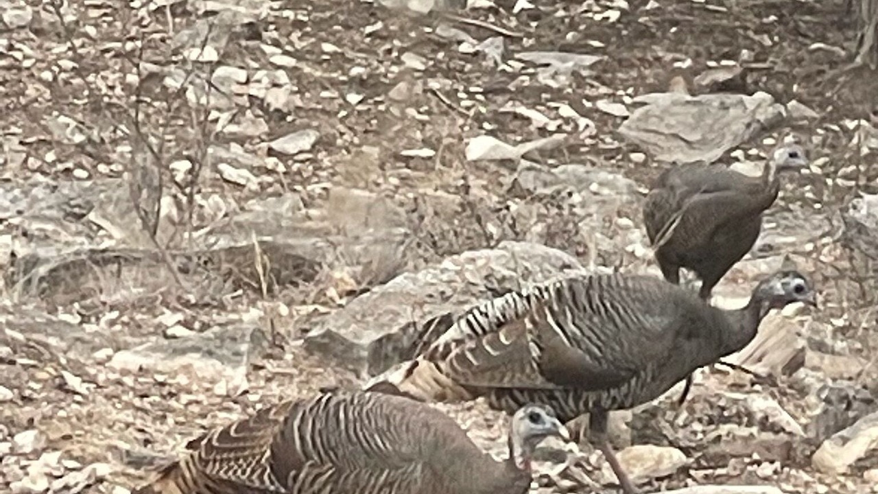 Photo of Outdoor in Telegraph