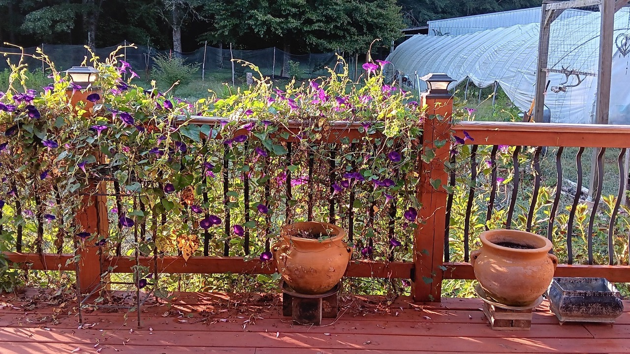 Photo of Outdoor in Covington