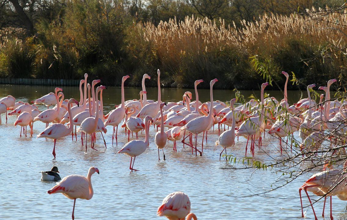 Photo of Outdoor in Lunel-Viel