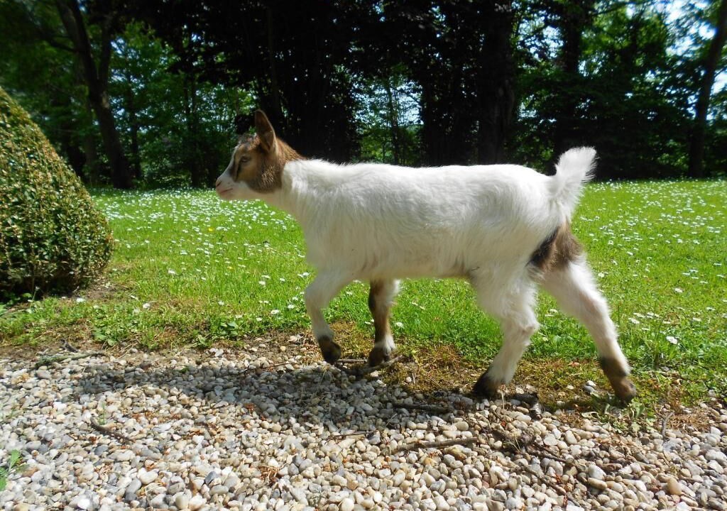 Photo of Others in Vimoutiers