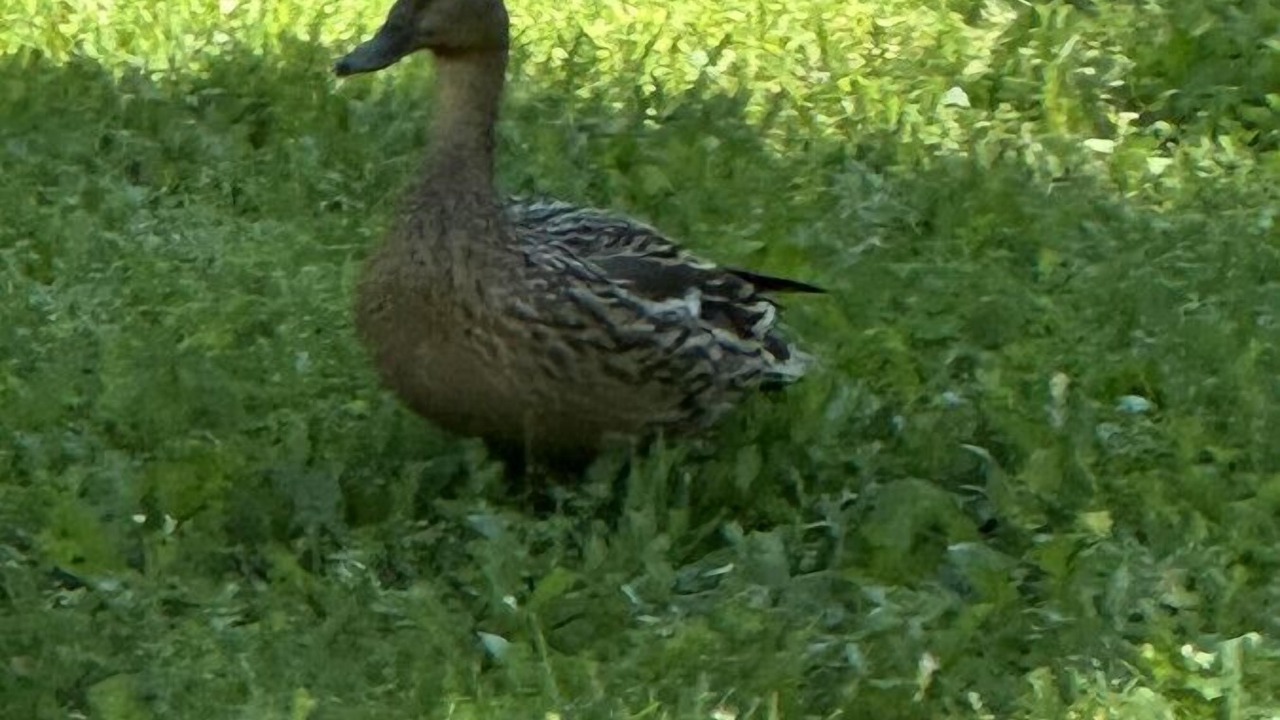 Photo of Others in Collingwood