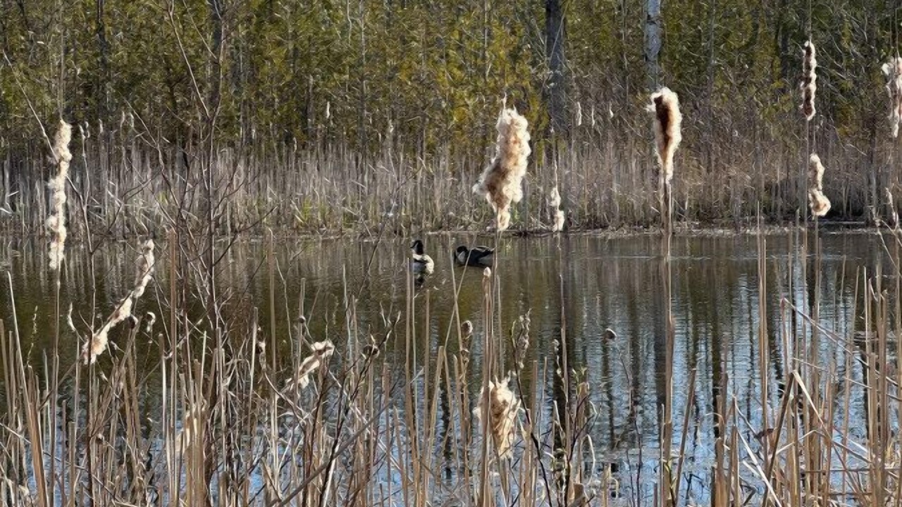 Photo of Others in Collingwood