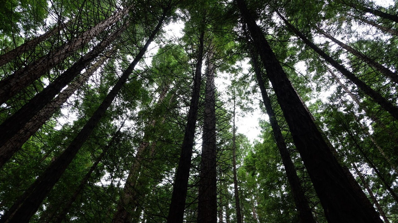 Photo of Others in Gilderoy