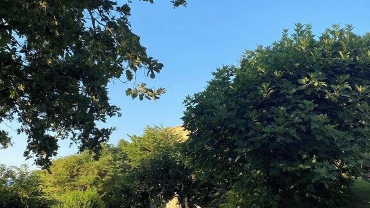 Photo of Outdoor in Saint-Andre-d'Olerargues