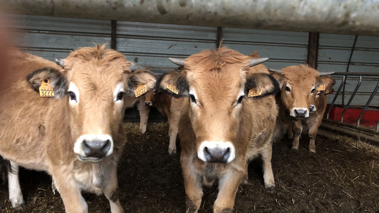 Photo of Others in Saint-Etienne-des-Oullieres