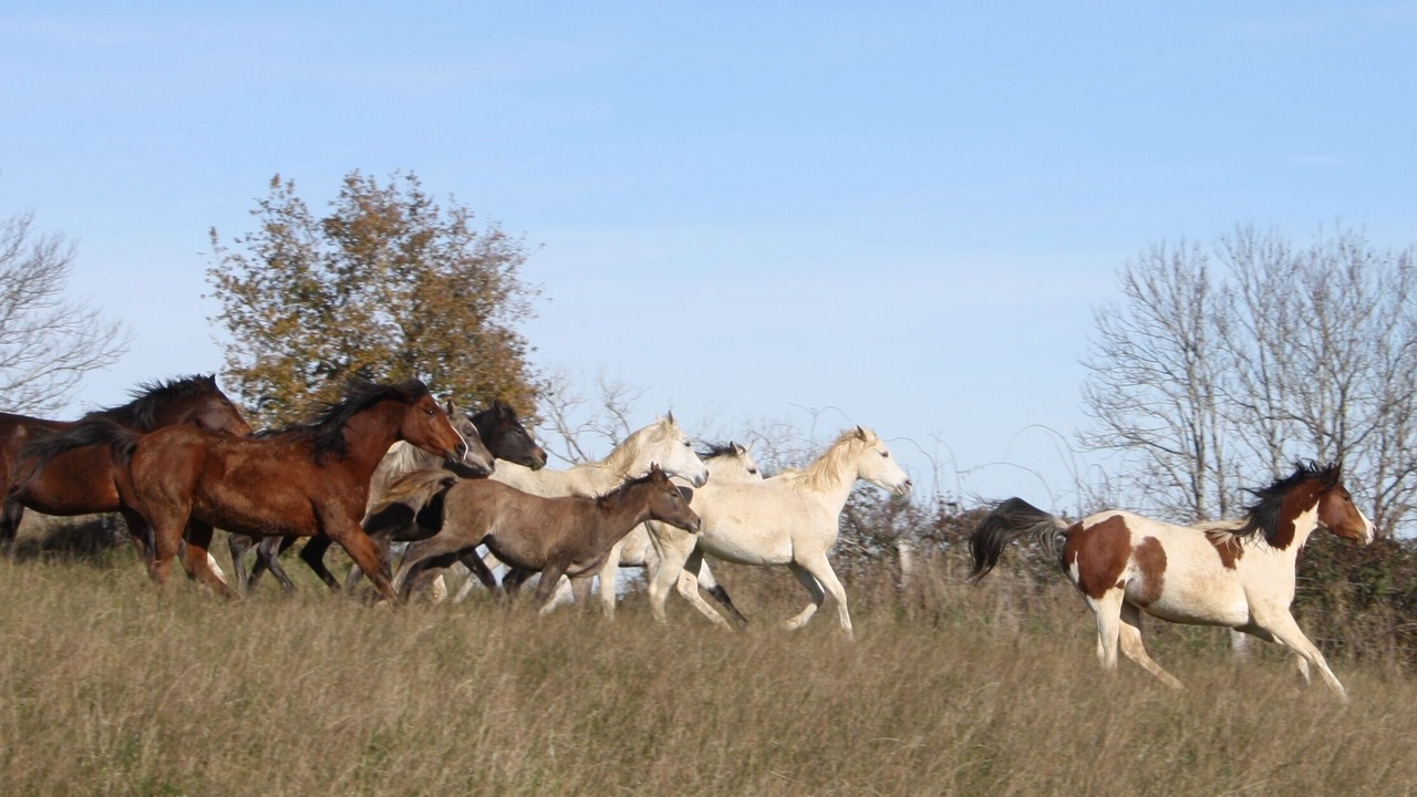 Photo of Others in Sainte-Juliette-sur-Viaur