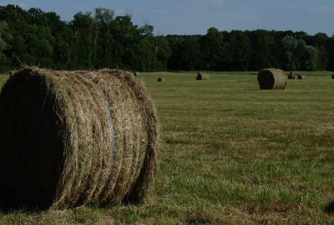 Photo of Others in Racines