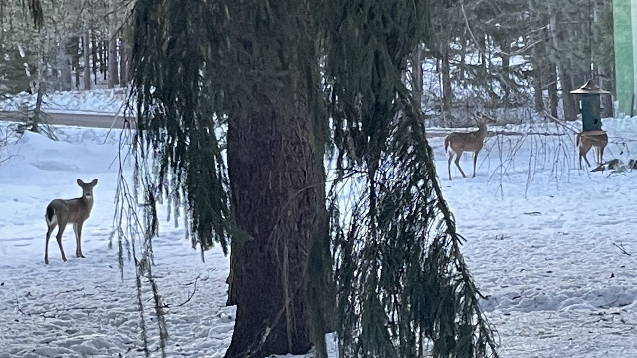 Photo of Others in Winter
