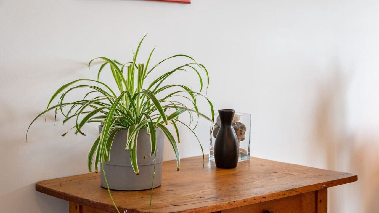 Photo of Others in Wolfville