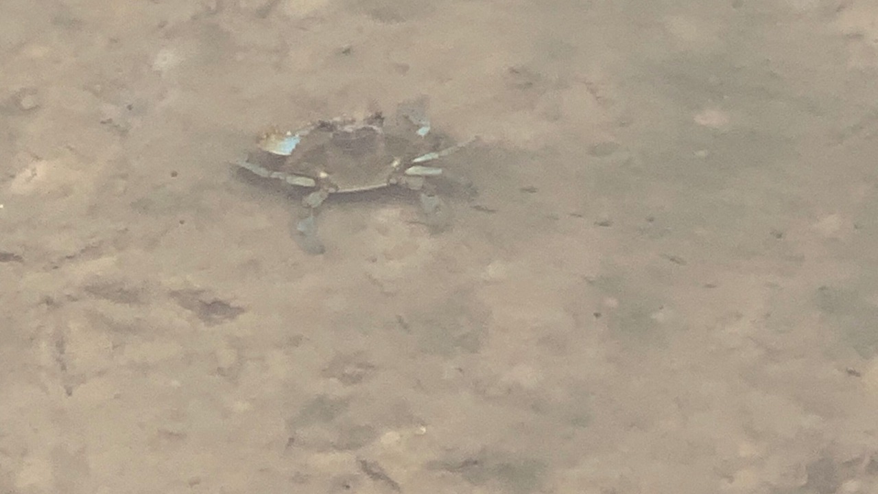 Photo of Others in Port Lavaca