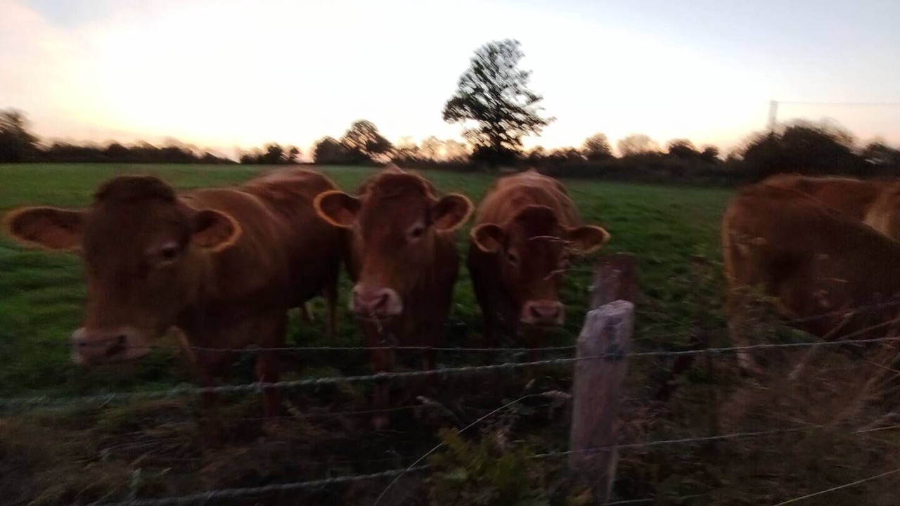 Photo of Others in Notre-Dame-de-Courson