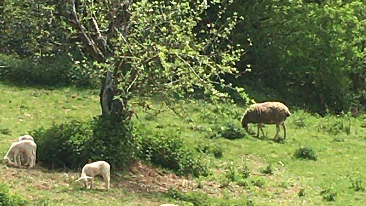 Photo of Outdoor in Montredon-Labessonnie