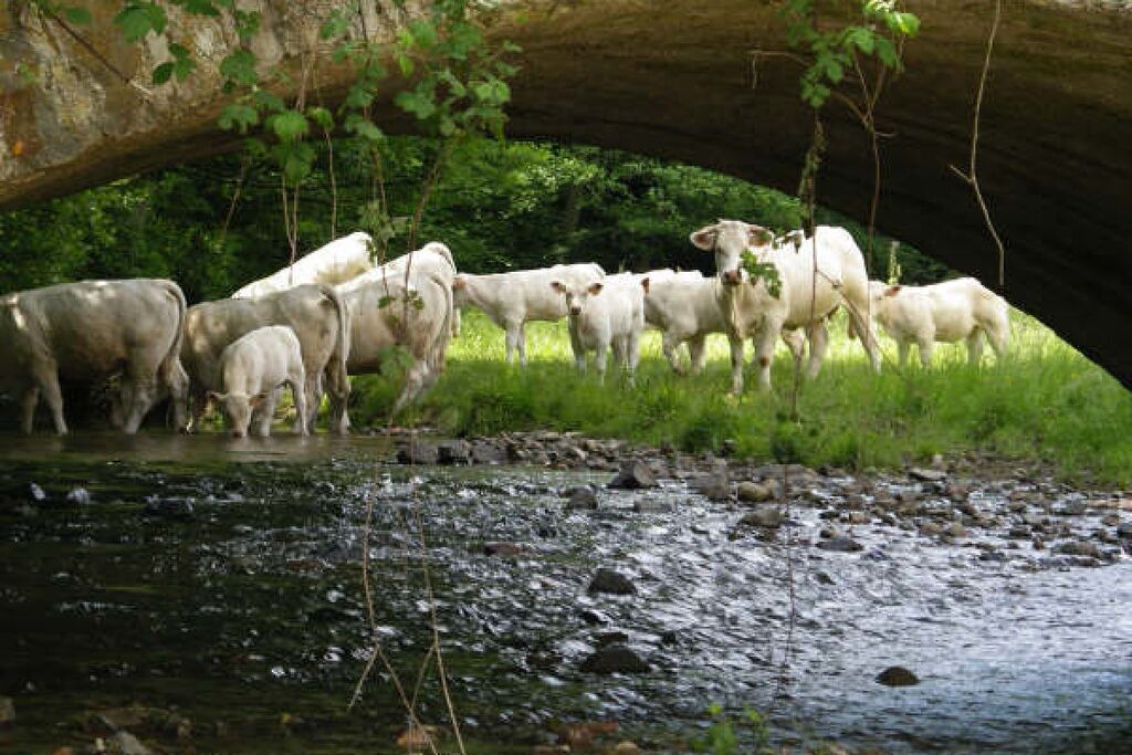 Photo of Others in Saint-Pierre-le-Vieux