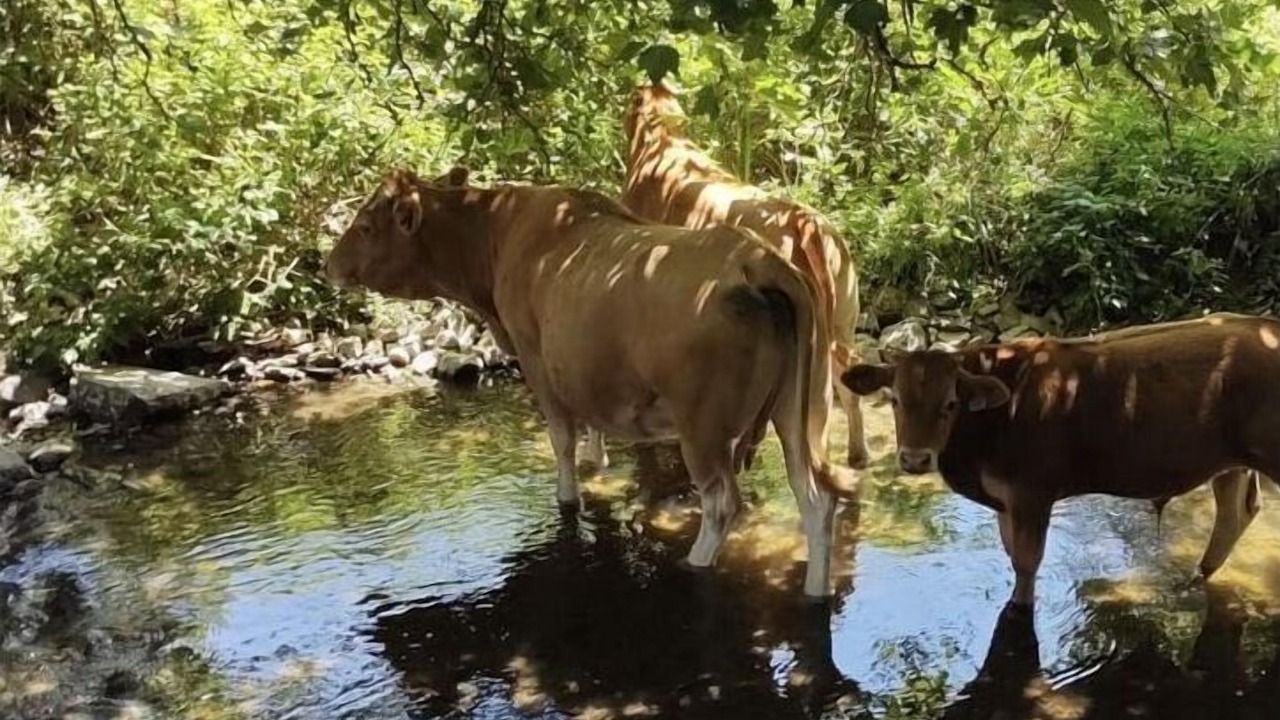 Photo of Others in Saint-Pierre-le-Vieux