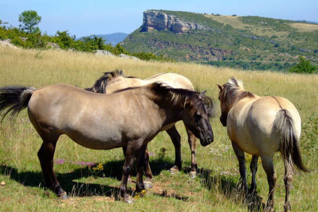 Photo of Outdoor in Saint-Pierre-le-Vieux