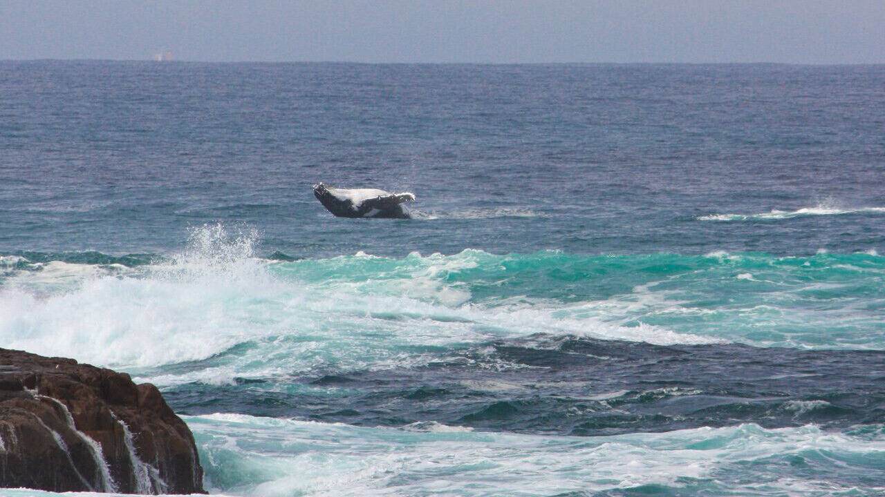 Photo of Others in Boat Harbour