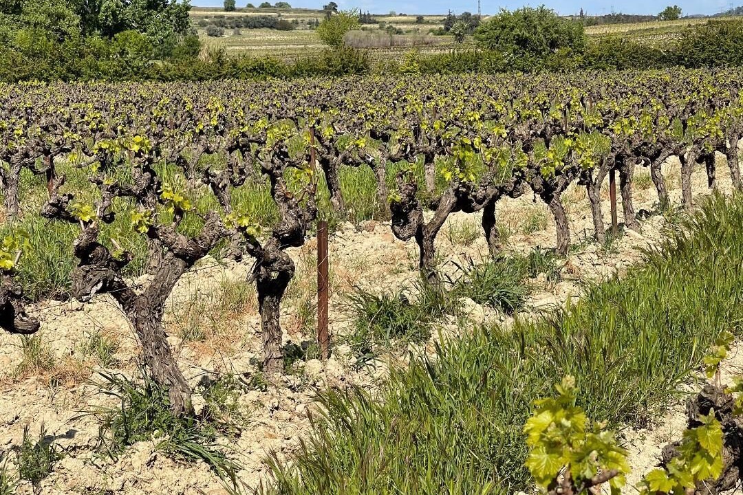 Photo of Outdoor in Lirac
