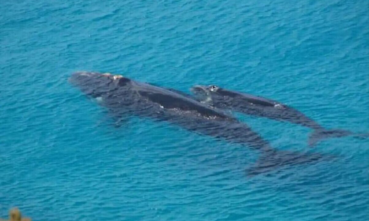 Photo of Others in Emerald Beach