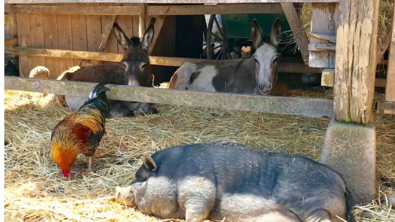 Photo of Others in Saint-Fargeau