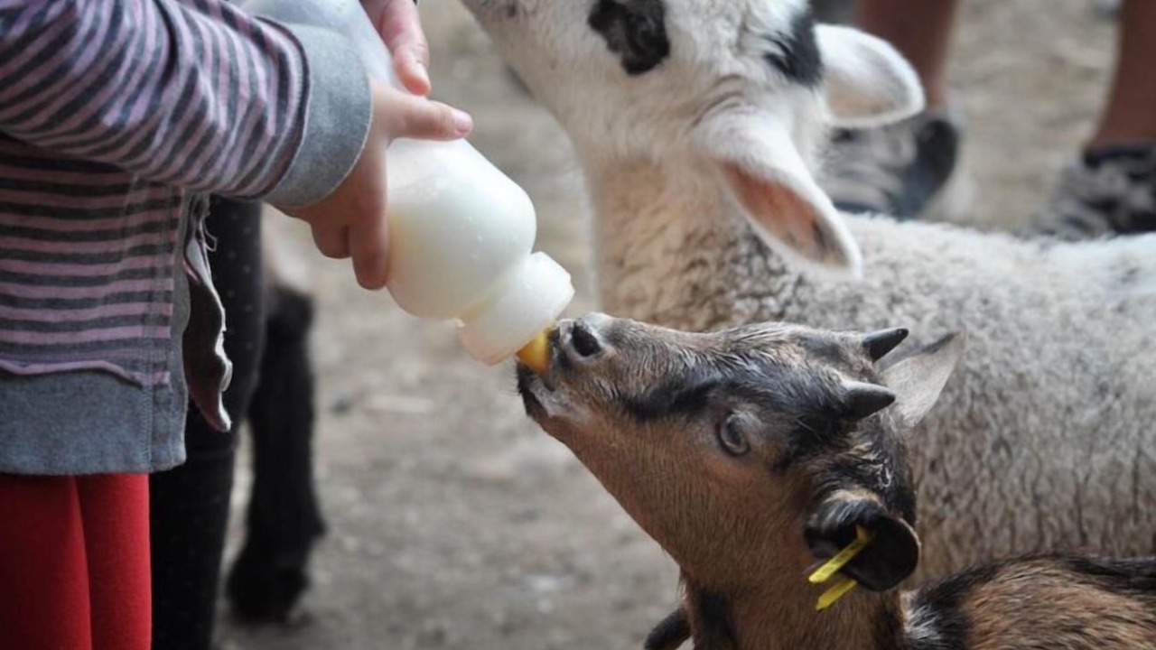 Photo of Others in Saint-Fargeau