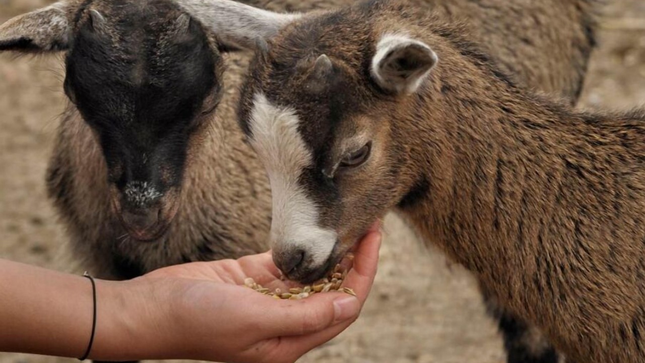 Photo of Others in Saint-Fargeau