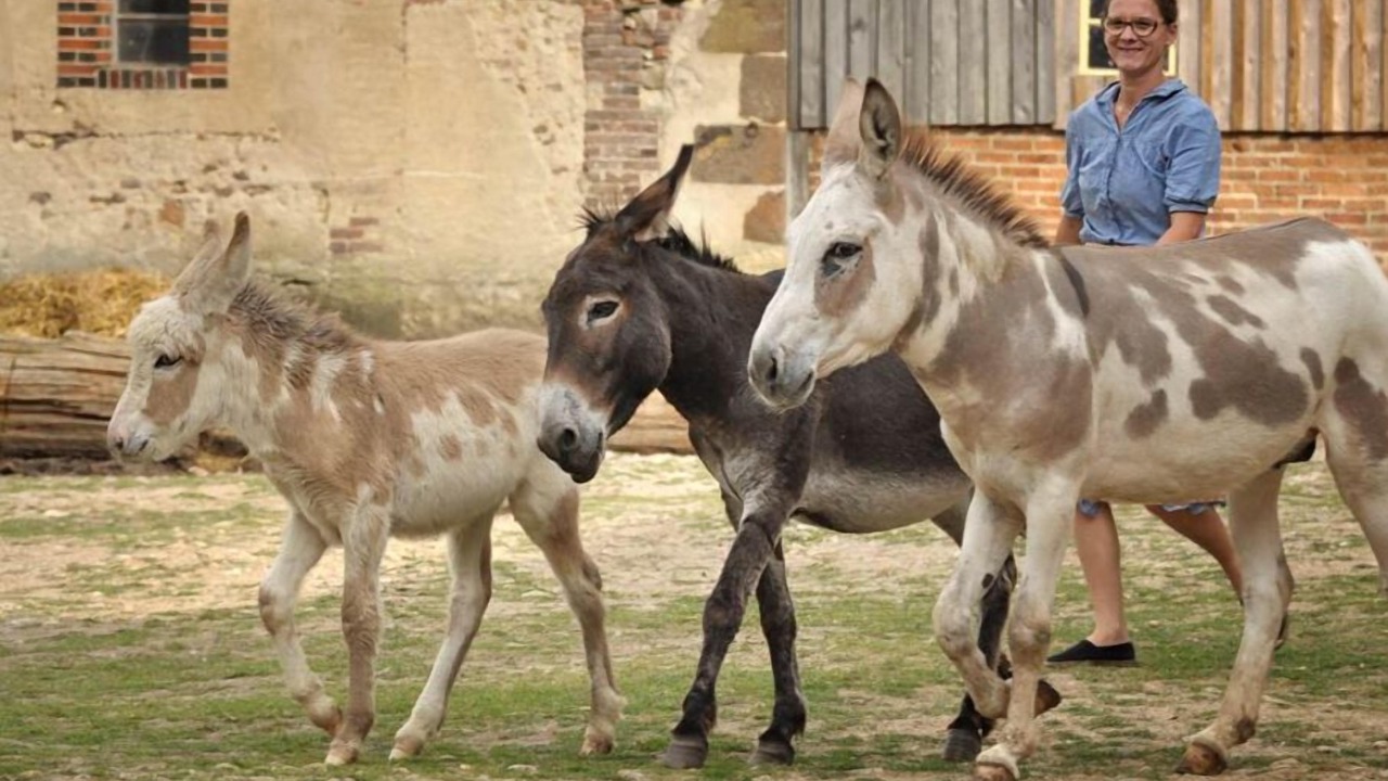 Photo of Others in Saint-Fargeau